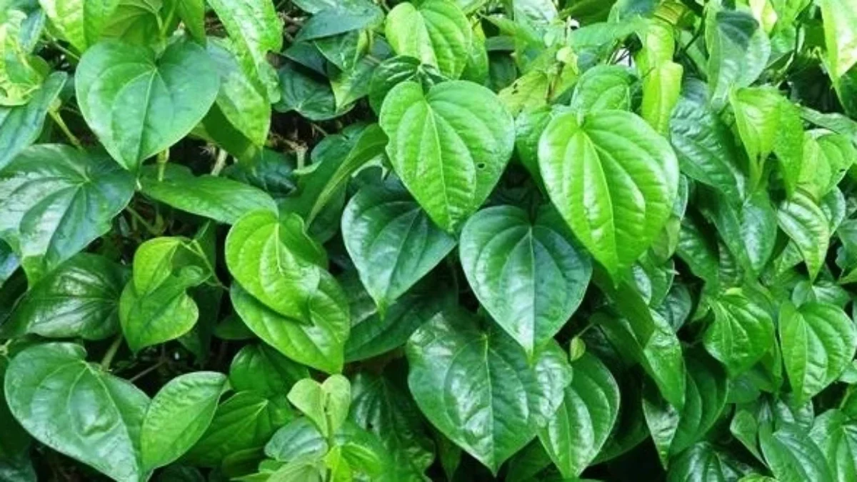 Khasiat Daun Sirih untuk Menjaga Kesehatan Vagina