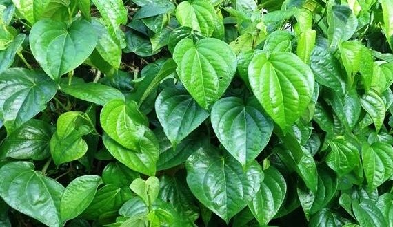 Khasiat Daun Sirih untuk Menjaga Kesehatan Vagina