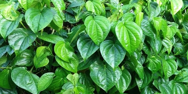 Khasiat Daun Sirih untuk Menjaga Kesehatan Vagina